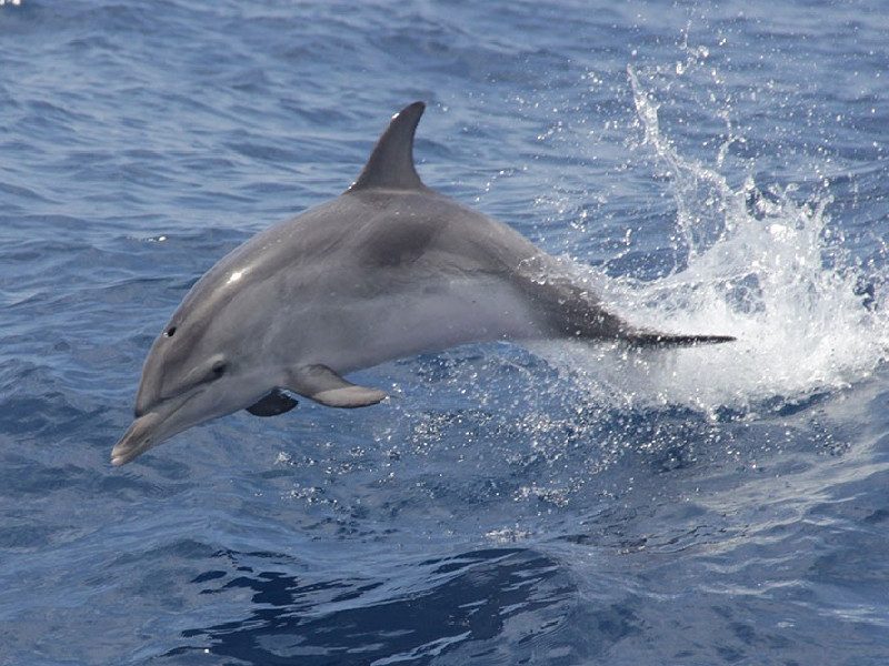 Avistamiento de cetáceos | Tenerife Sur | Delfín