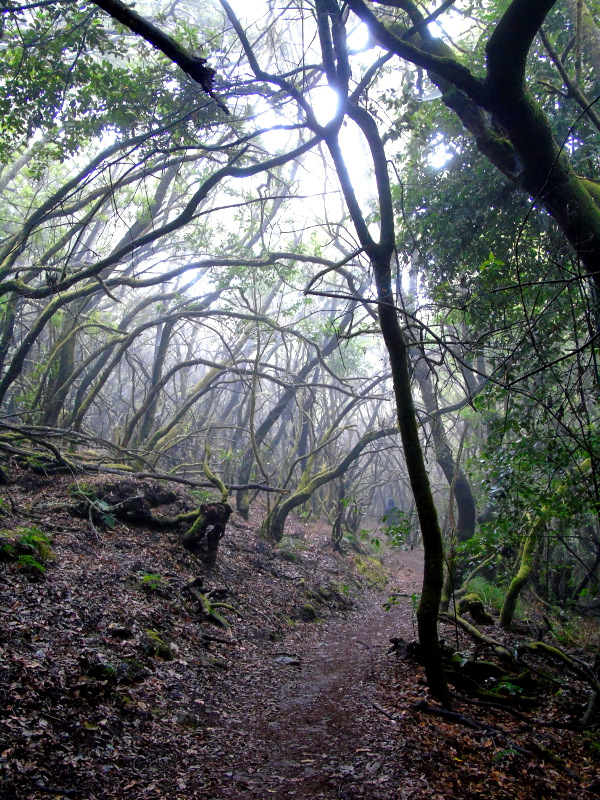 El Parque Nacional de Garajonay | Senderismo | La Gomera | Bosque